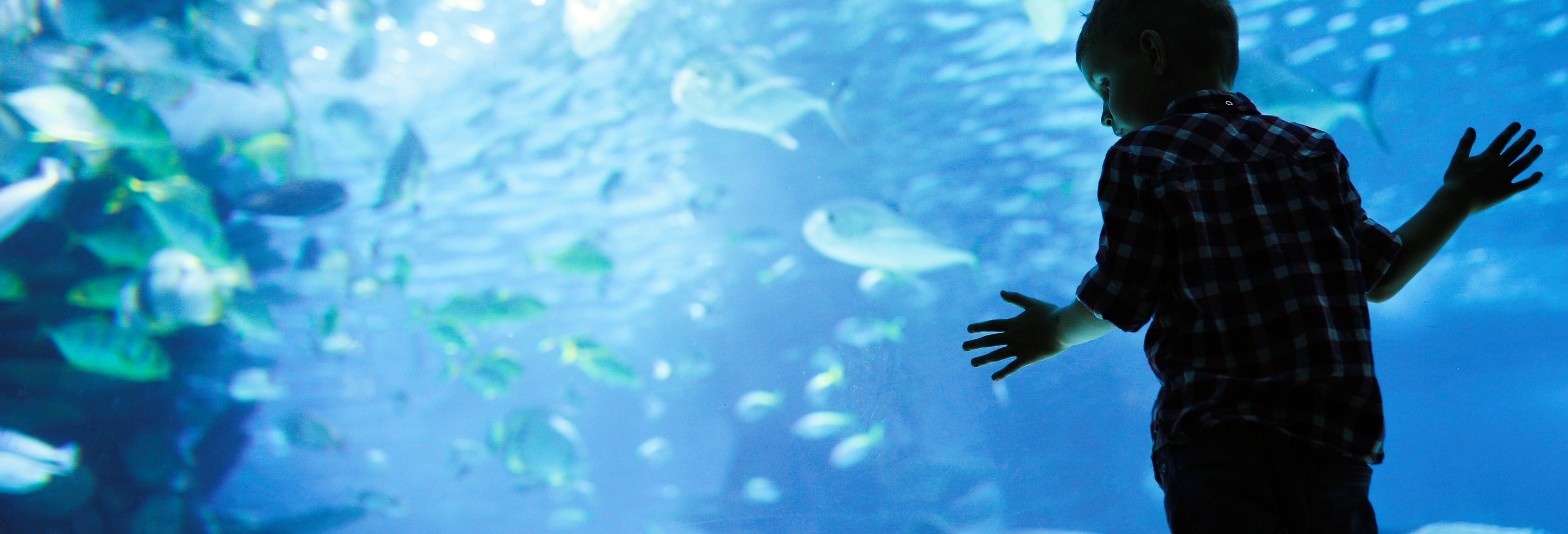 Billet pour l'aquarium d'Hurghada avec transport