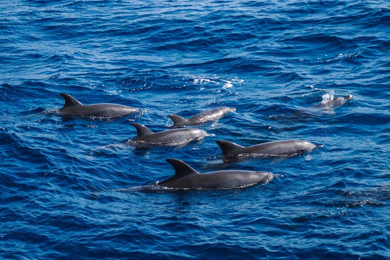 Delfines en el mar Rojo