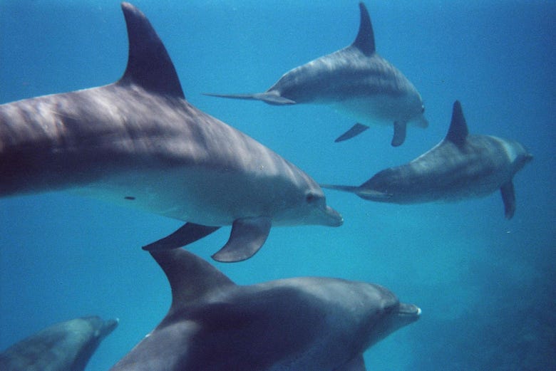 Dolphins in Hurghada