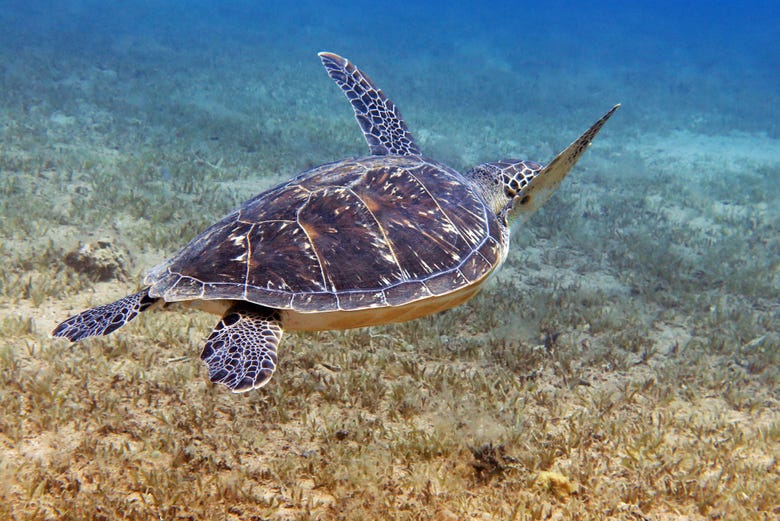 Swim with sea turtles in Abu Dabbab