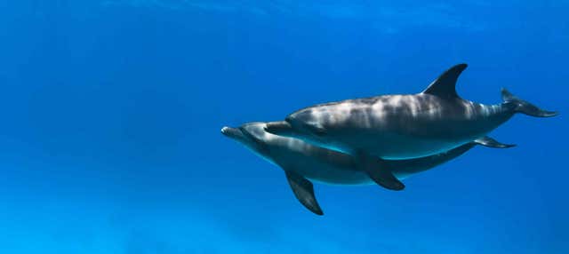 Swim with Dolphins in Hurghada