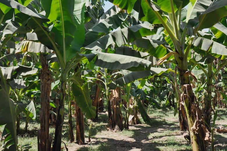 Excursión a Banana Island en faluca desde Lúxor