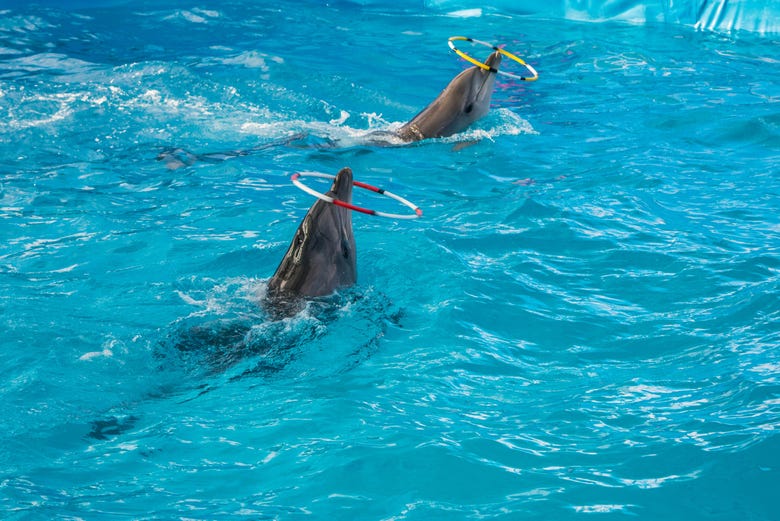 Billet pour le Delphinarium de Dubaï - Disfruta Dubai