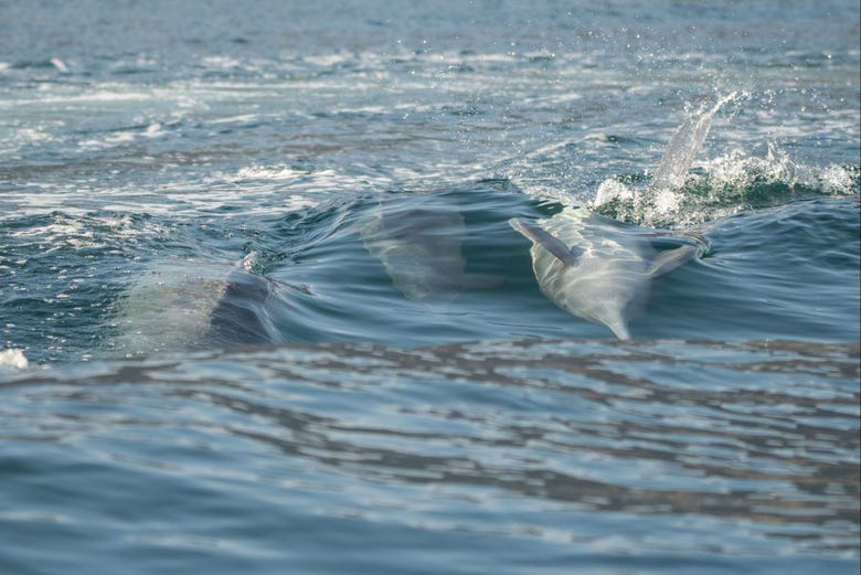 Dauphins nageant le long du bateau