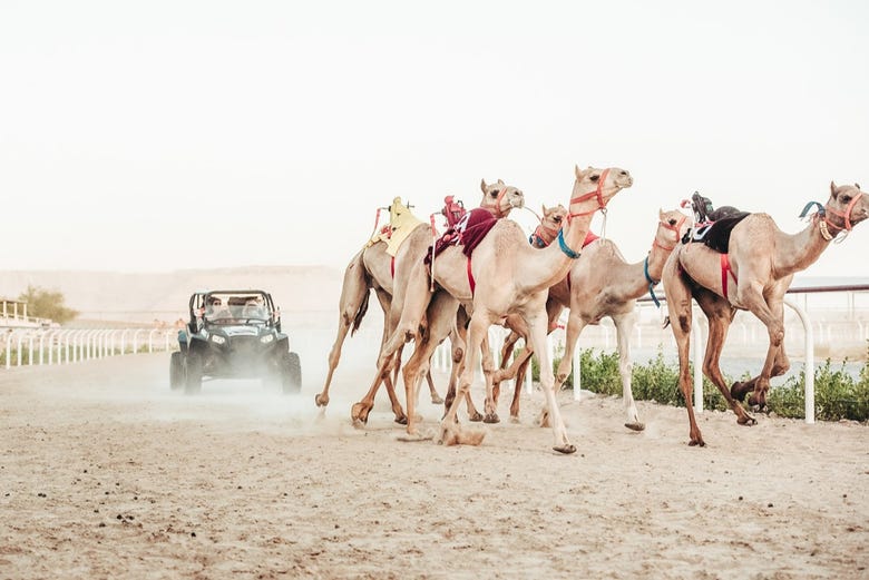 Corsa di cammelli a Dubai