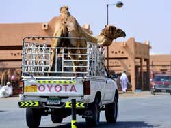Al Ain, mercato dei cammelli
