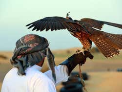 Falconry show in the desert