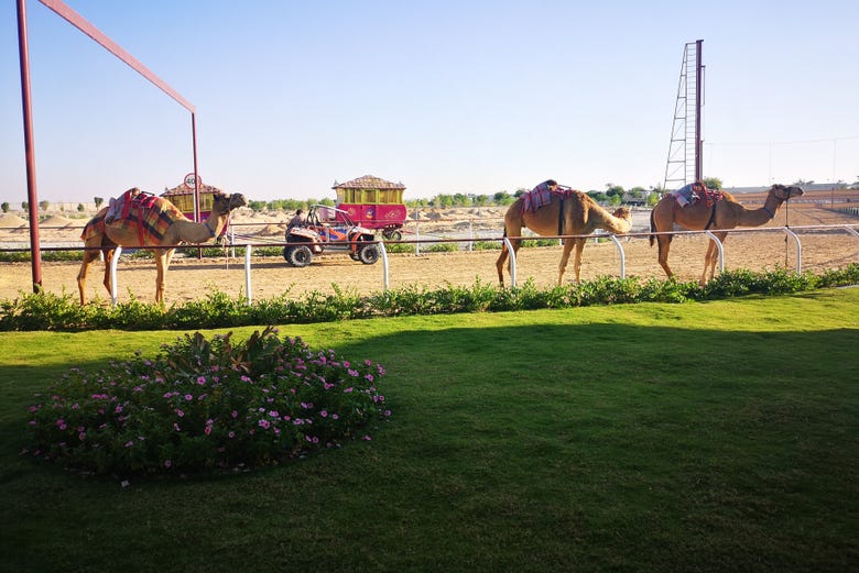 Royal Camel Racing Club Dubaï