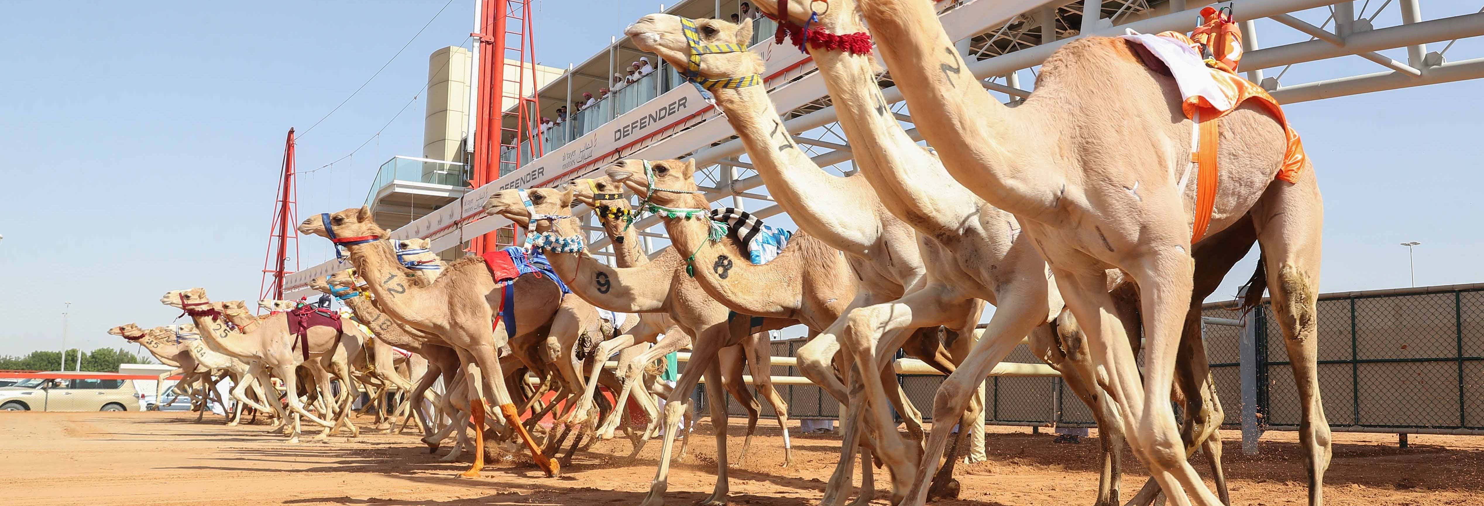 Visita al Royal Camel Racing Club