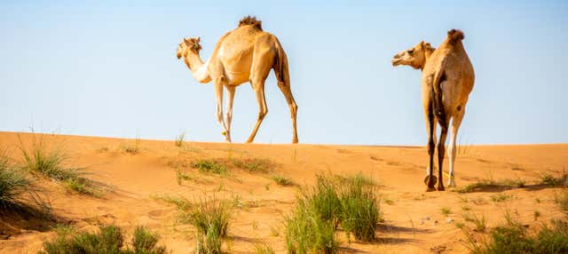 Desert Safari & Camel Farm Visit