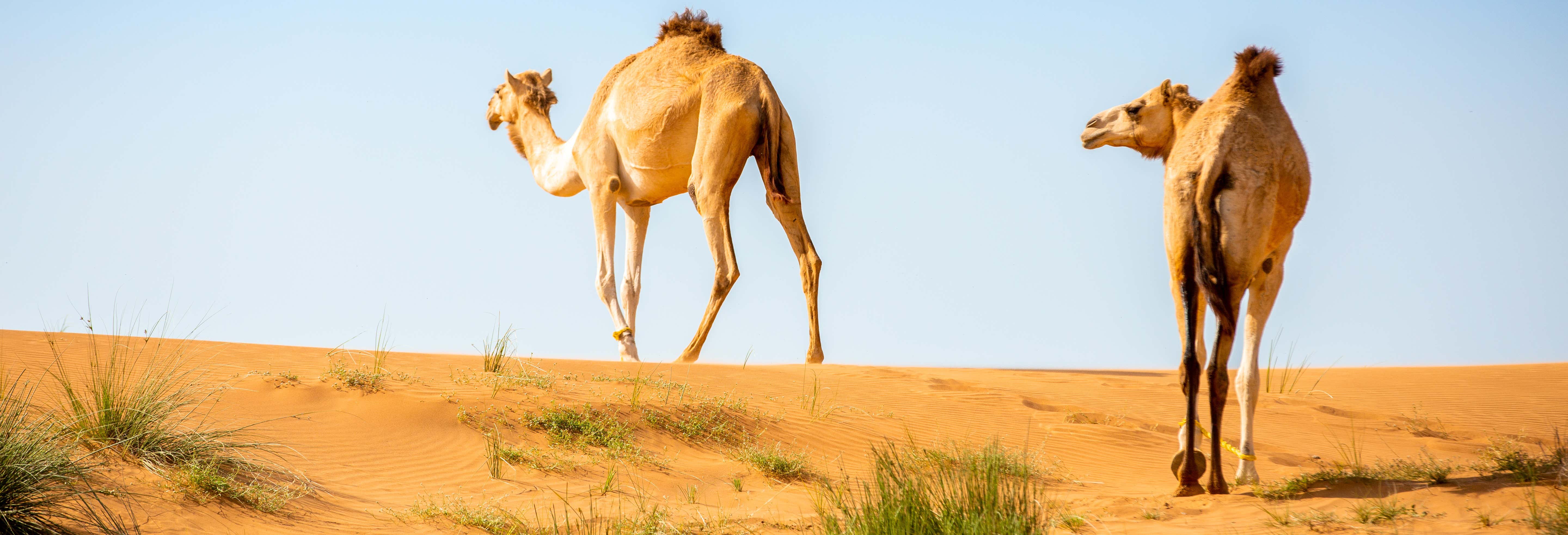 Desert Safari et visite d'une ferme de chameaux