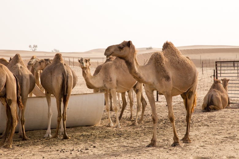Visitando una granja de camellos