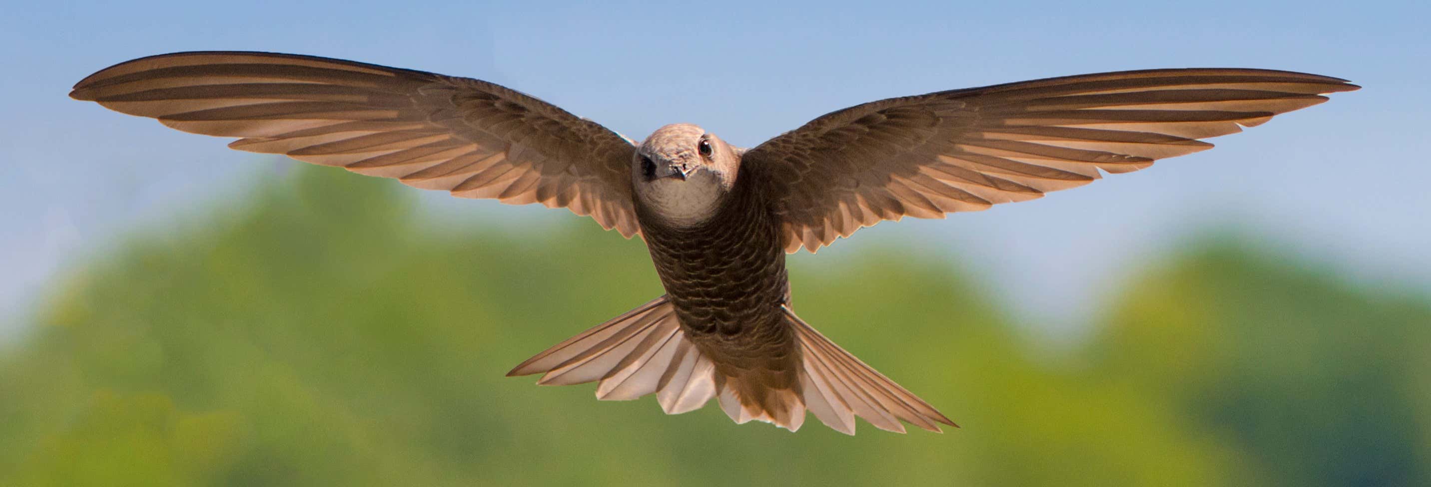 Avistamiento de aves desde Alange