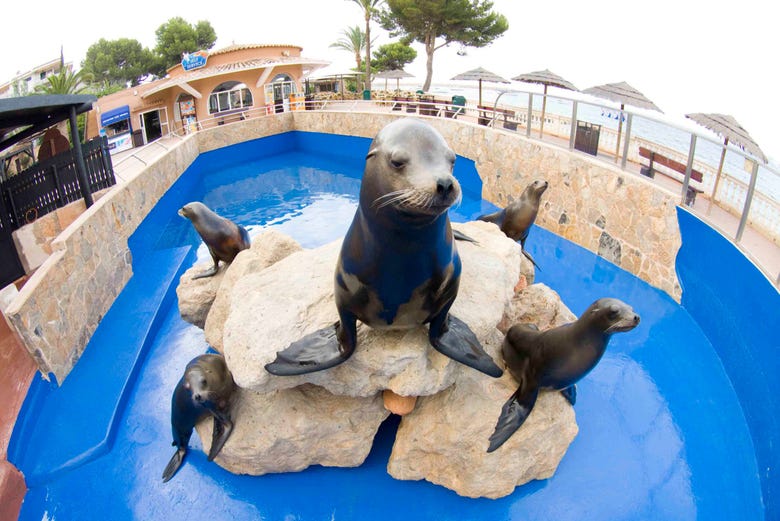 Em Marineland, você verá diversos exemplares de focas
