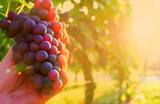 Tour dei vigneti e delle cantine di Alicante