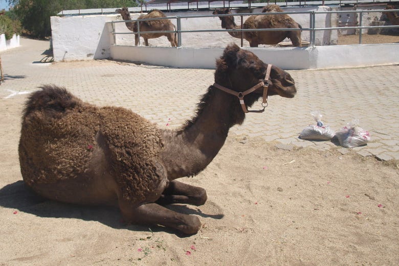 Granja de camellos en Pechina, Almería