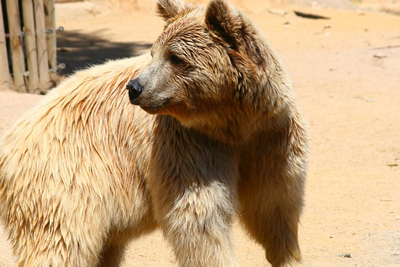 Urso no parque Oasys em Almeria