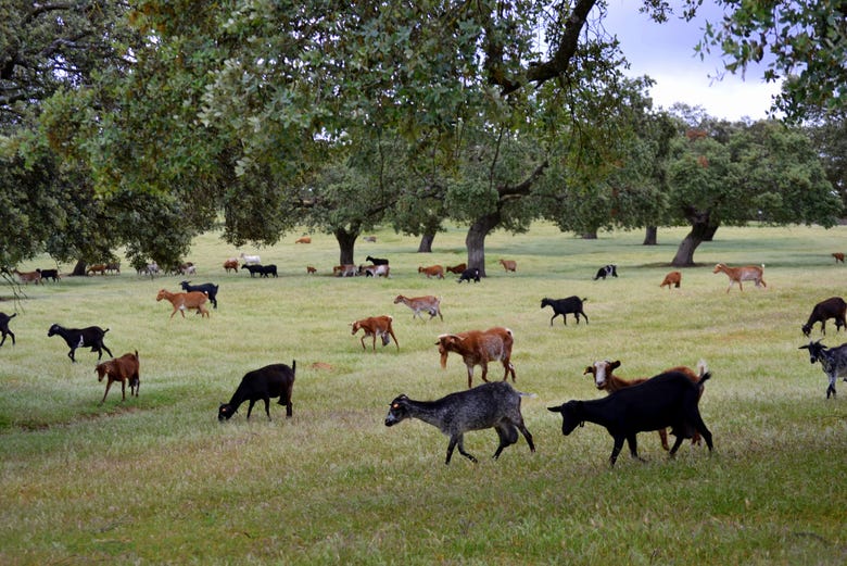 Cabras na fazenda