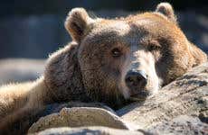 Avistamiento del oso pardo en el Parque Montaña Palentina