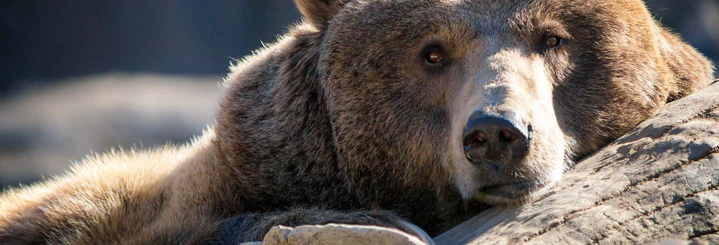 Avistamiento del oso pardo en el Parque Montaña Palentina desde Palencia