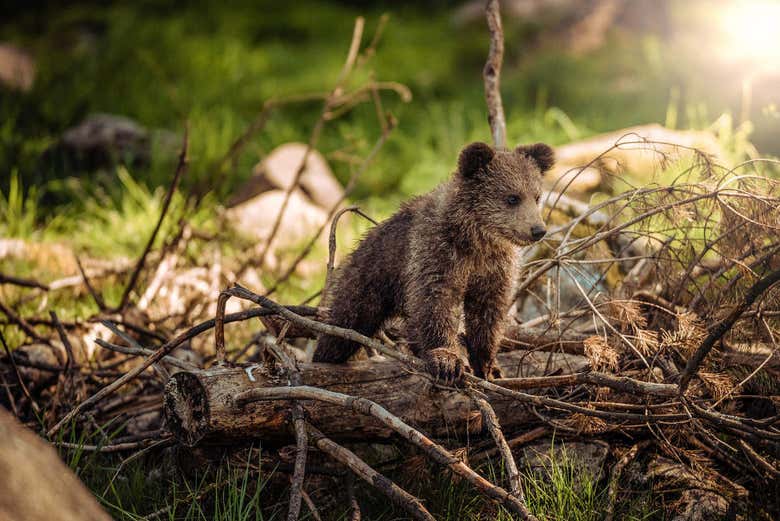 Avistamiento del oso pardo en el Parque Natural Montaña Palentina desde
