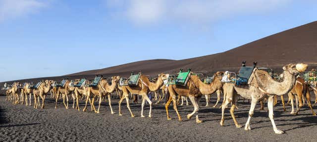 Paseo en camello por Timanfaya