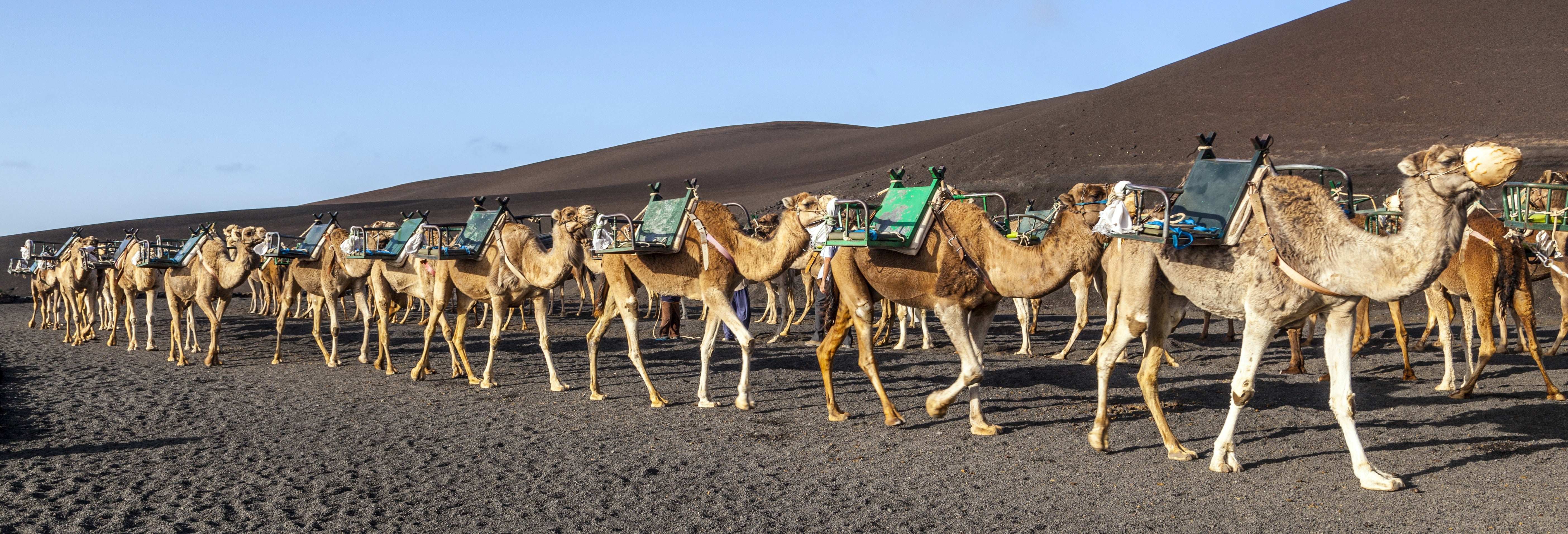 Paseo en camello por Timanfaya desde Lanzarote