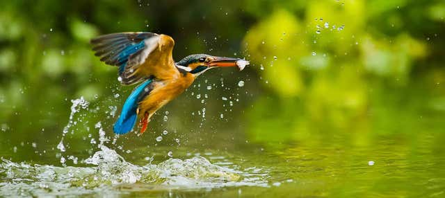 Descenso del Sella con avistamiento de aves