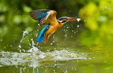 Descenso del Sella con avistamiento de aves