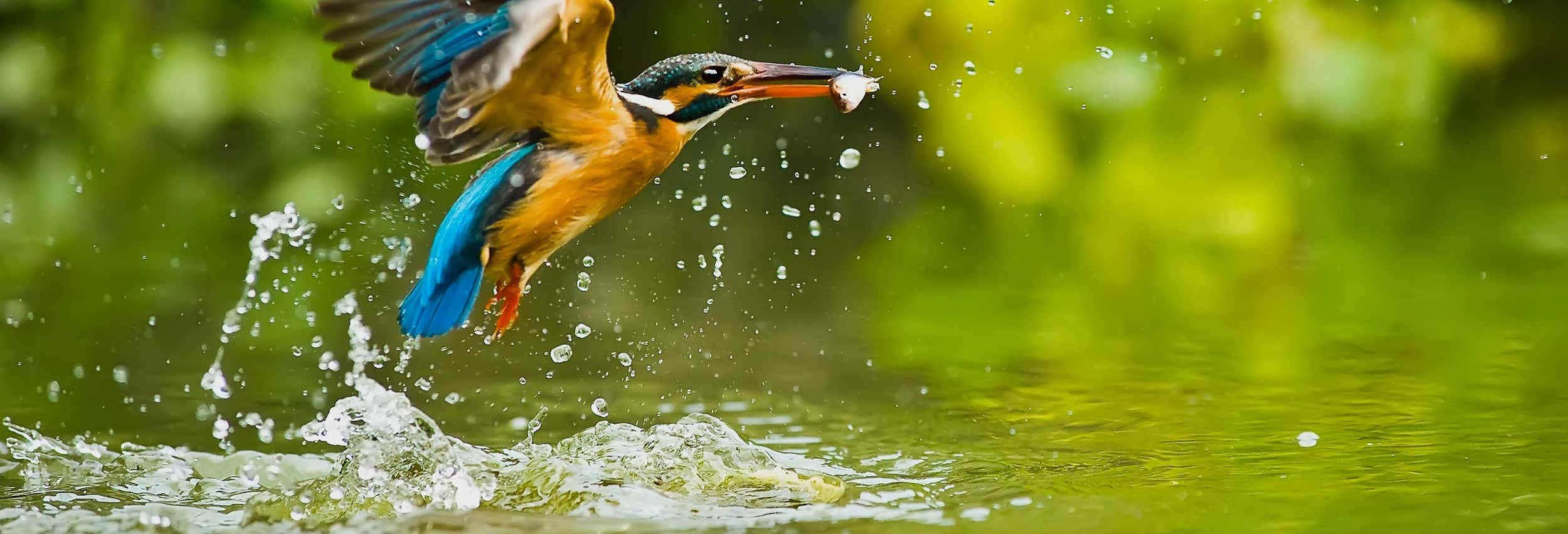 Descenso del Sella con avistamiento de aves desde Arriondas