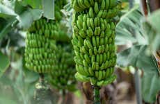Banana Museum Guided Tour