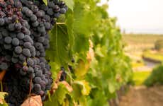Visita a la bodega MontRubí