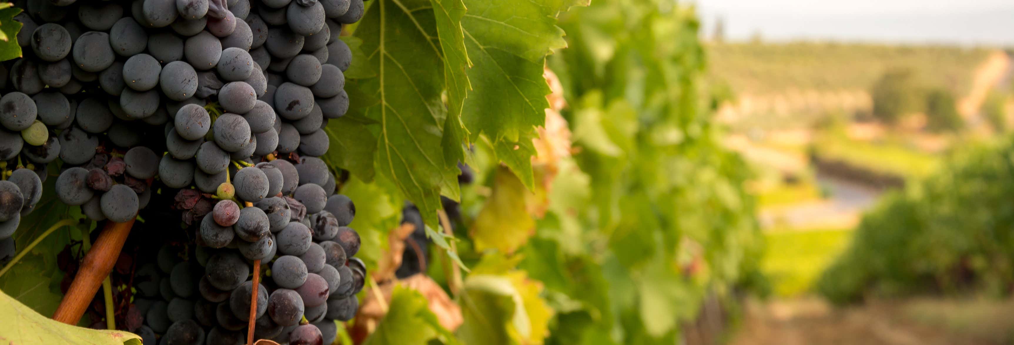 Visita a la bodega MontRubí desde Avellá
