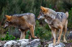Observation de loup ibérique en Asturies