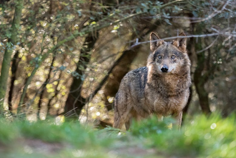 Iberian Wolf in the Asturian mountains