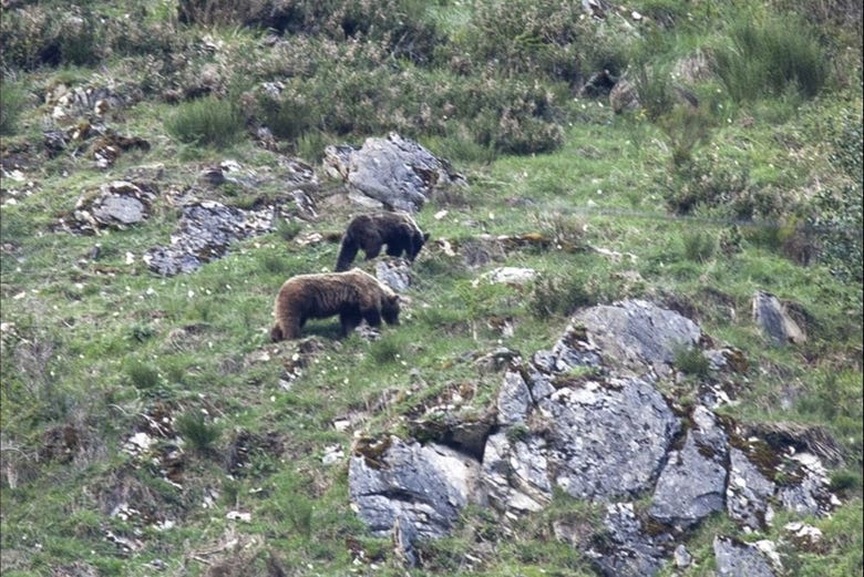 Cantabrian brown bears in Asturias