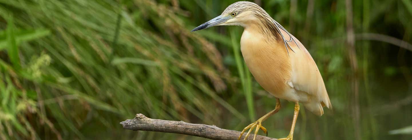 Avistamiento de aves en Badajoz