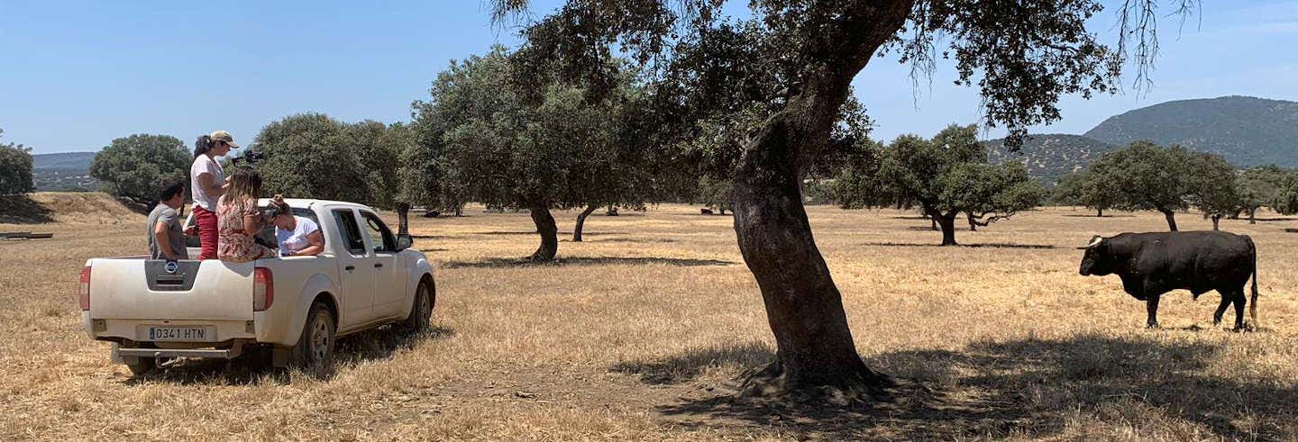 Tour del toro en 4x4 por los Llanos de Olivenza desde Badajoz