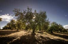 Visita guidata del Museo del Olivar + Degustazione di olio