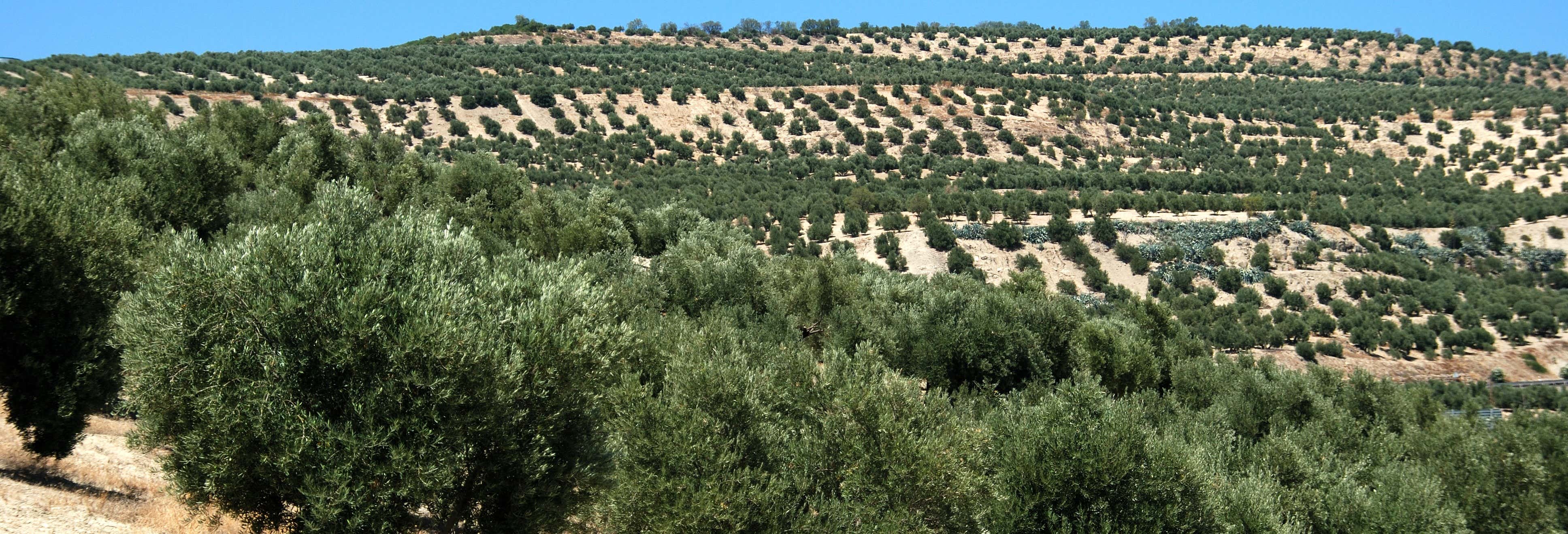 Visita a un olivar ecológico + Cata de aceite desde Baeza