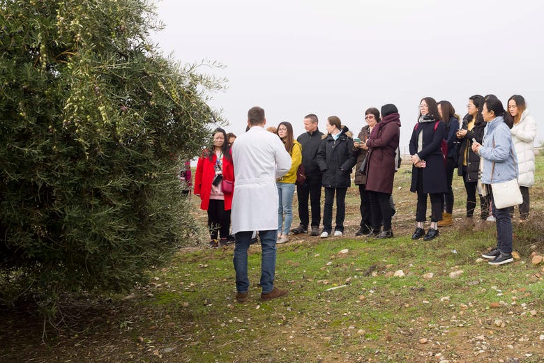 Getting to know the olive groves of Bailén