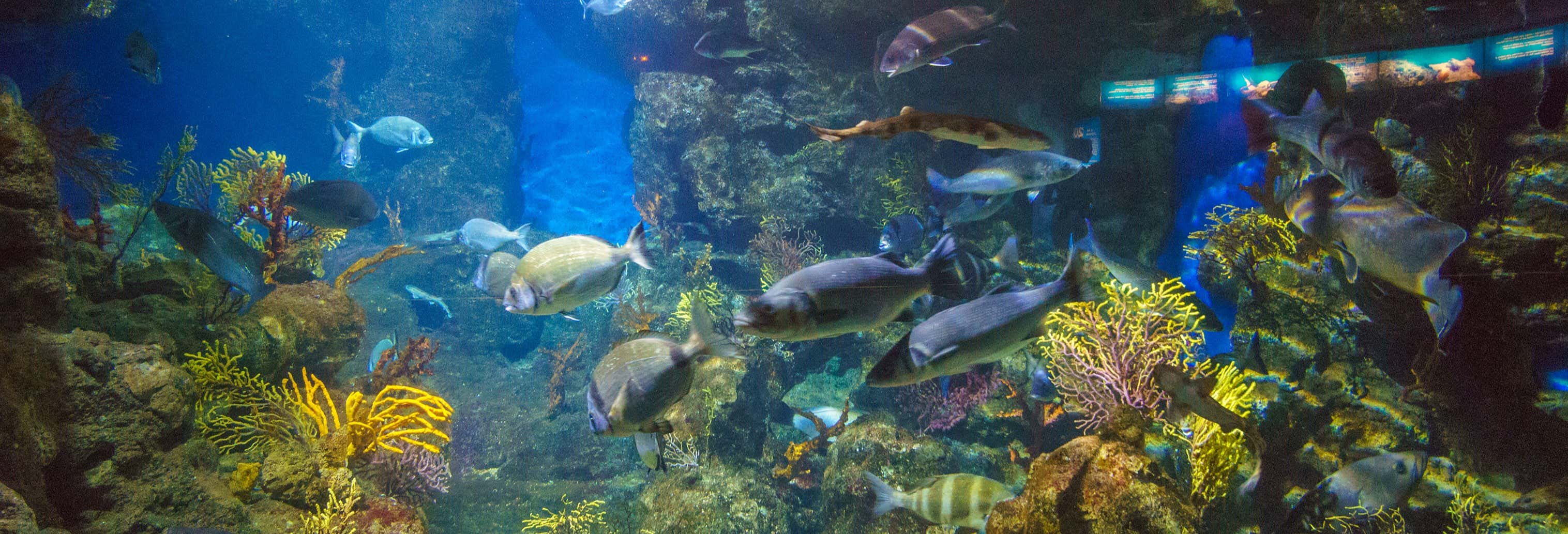 Billet Pour L Aquarium De Barcelone Reservez Sur Civitatis Com