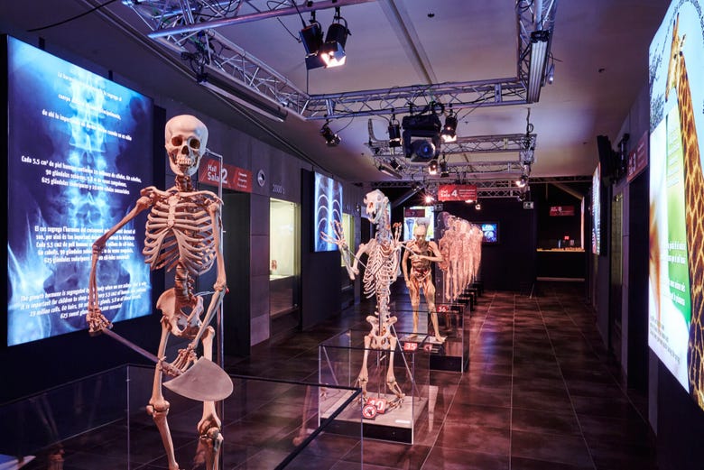 The Human Bodies Exhibition