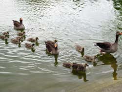 Parque de la Ciutadella, patos