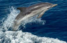Avistamento de golfinhos em Benalmádena