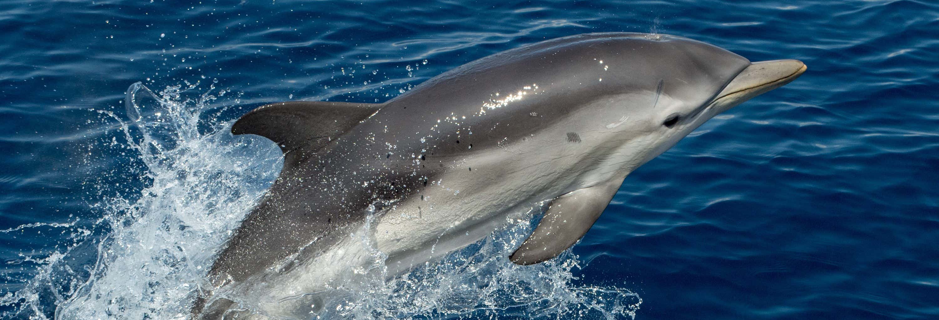 Avistamiento de delfines en Benalmádena