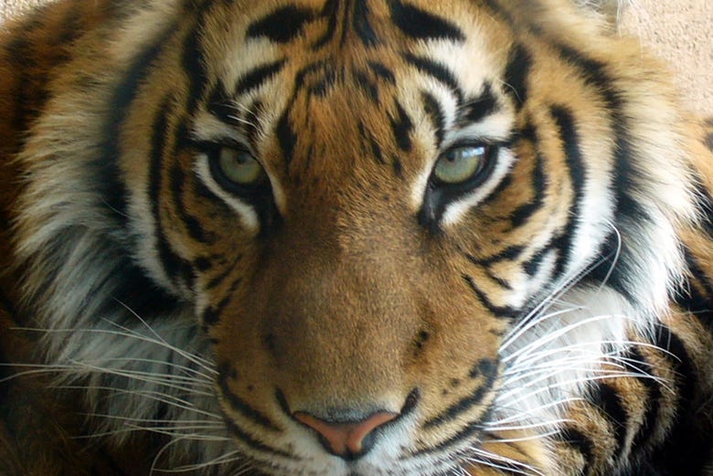 Un tigre en Terra Natura Benidorm