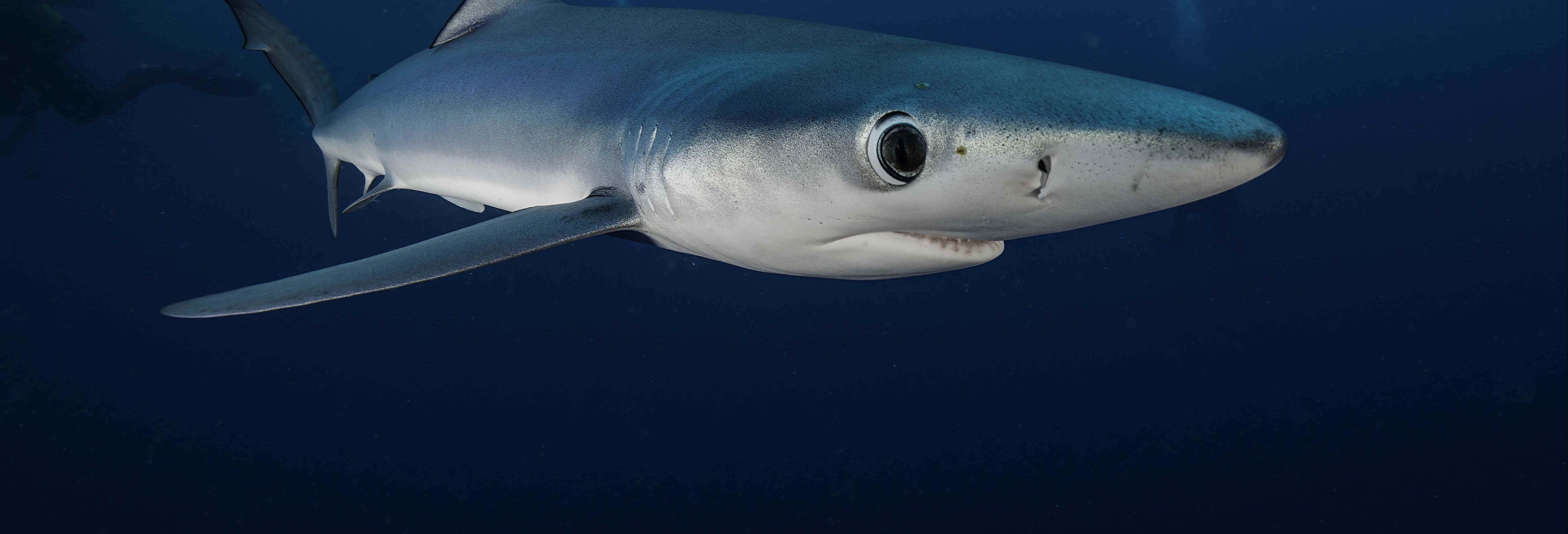Snorkel con tiburones en Bermeo