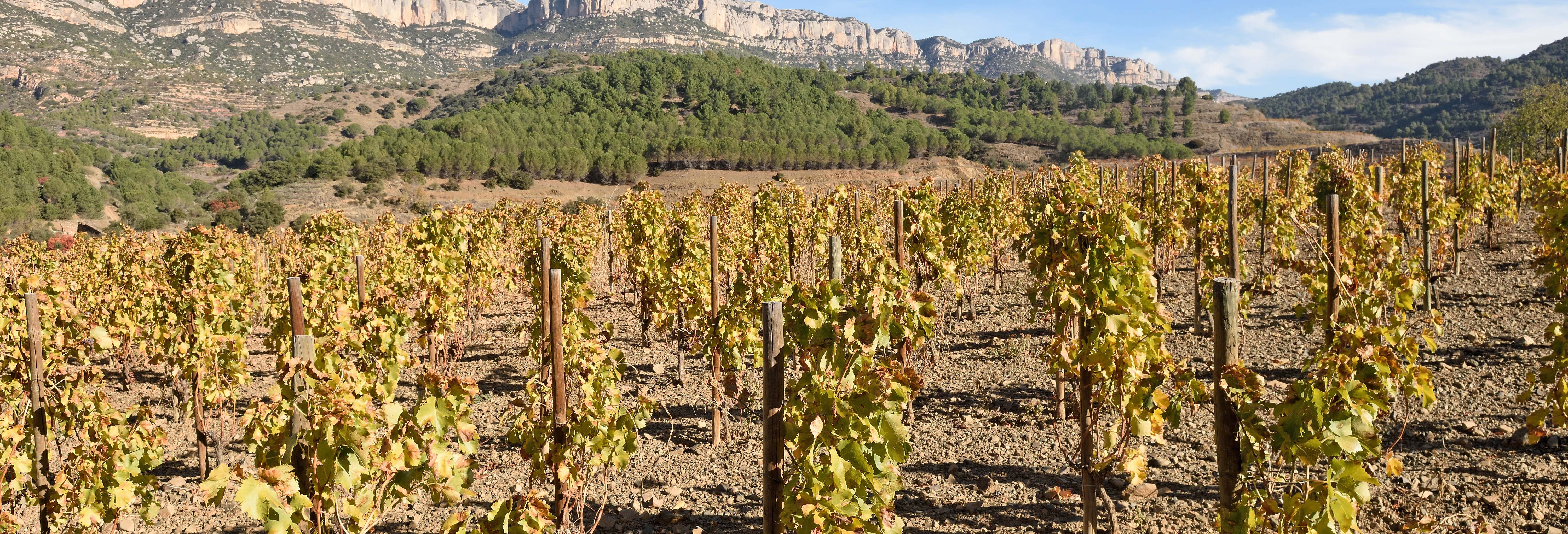 Visita a la bodega Celler Cal Menescal desde Bot