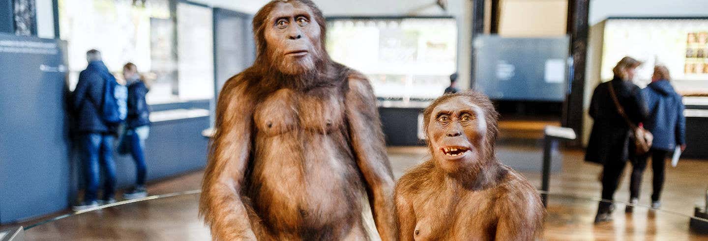 Visita guiada por el Museo de la Evolución Humana